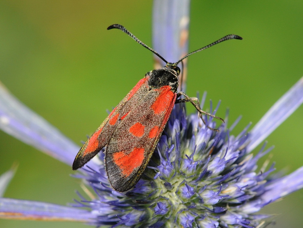 Zygaenidae varie